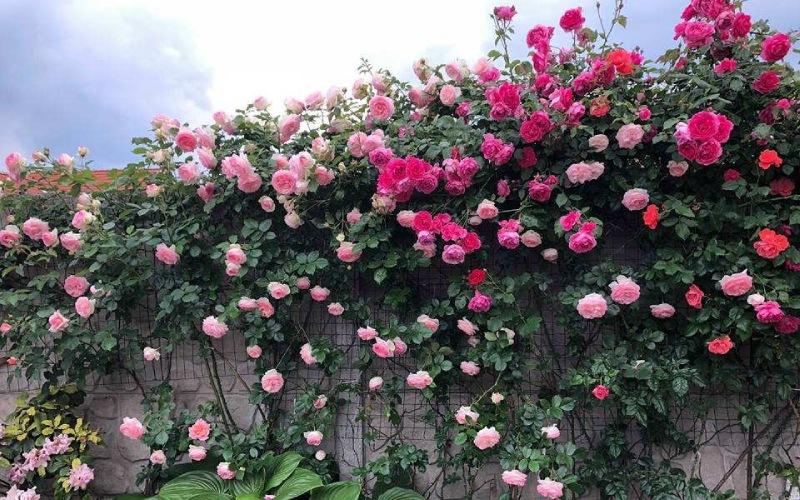 Top 10 Loài Hoa Đẹp Nhất Thế Giới Và Ý Nghĩa Đặc Biệt